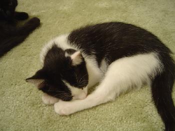 Nima