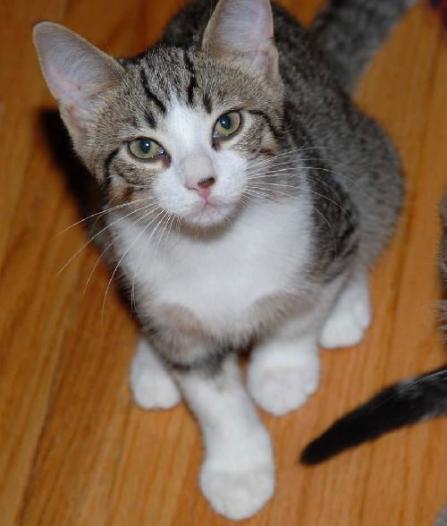 Simon