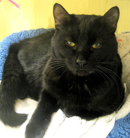 Manolo