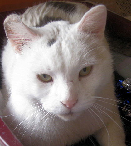 Whitey