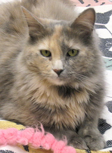 Tabitha