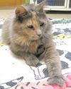 Tabitha