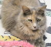 Tabitha