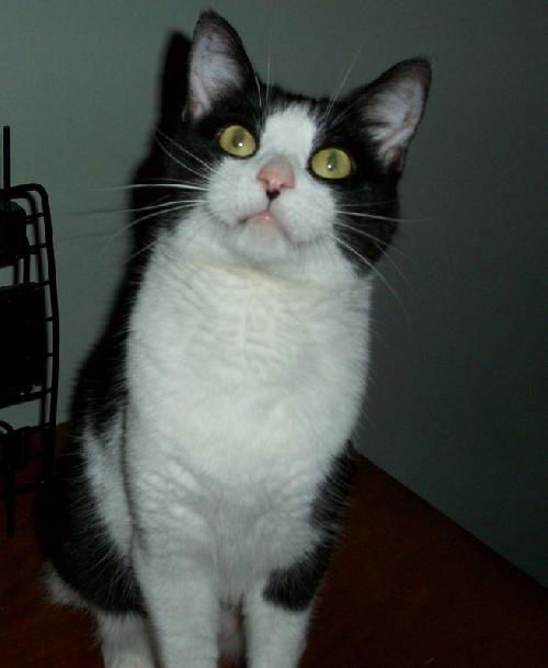 Taxi-cat