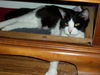 Taxi-cat