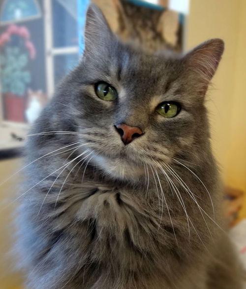 Victor