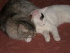 Smudge