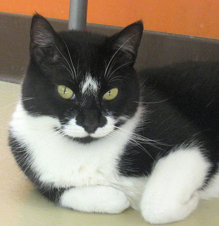 Oreo