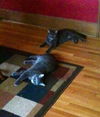 Maggie and Kayla