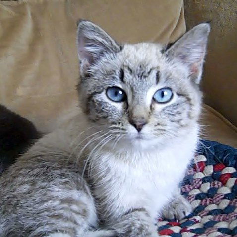 Sheba