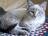 Sheba