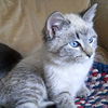 Sheba