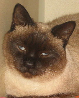 Jasmine