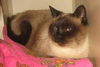 Jasmine