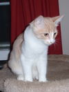 Brutus Hornsby