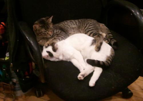 Edison and Peanut