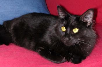 Nera