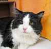 Herman