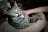 Lady Lucy