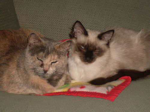 Simon and Cutie