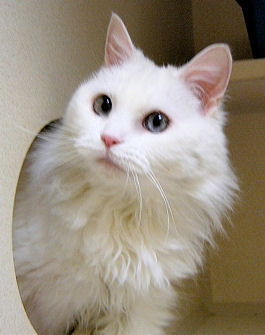 Daphne