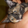 Allegra