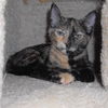 Allegra