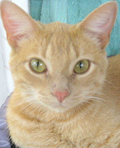 O'Hara