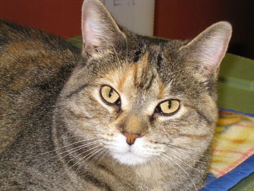 Tomasita