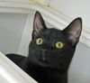 Nera