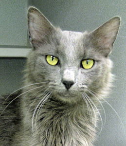 Al E. Cat