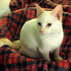 Marshmallow