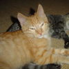 Louis Purrstrong