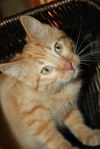 Louis Purrstrong