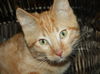 Louis Purrstrong