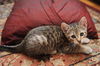 Hobbes