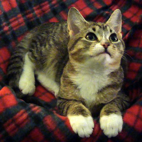 Toby