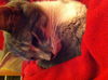 Jasmine and Twinkle