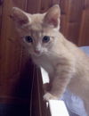 Sesame