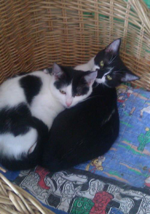 Oreo and Hydrox