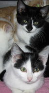 Oreo and Hydrox