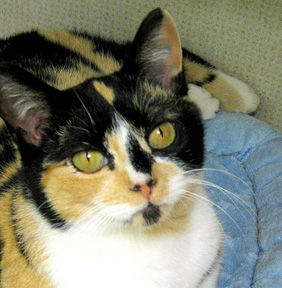 Cally