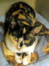 Cally