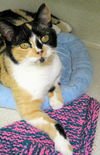 Cally