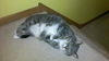 Abby