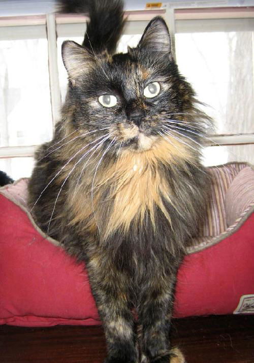 Amelia