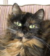 Amelia