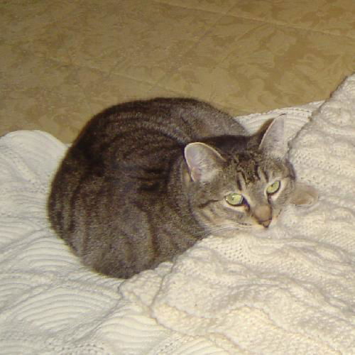 Angelina