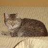 Angelina
