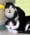 Tommy and Jerry